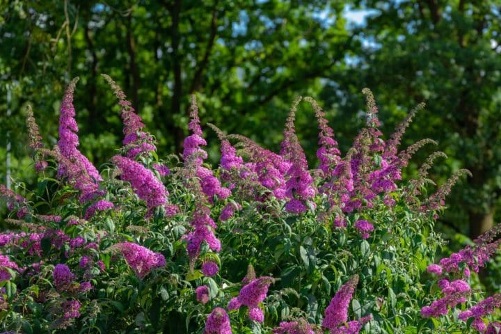 21 Best Flowers to Grow in Sandy Soil - Gardening
