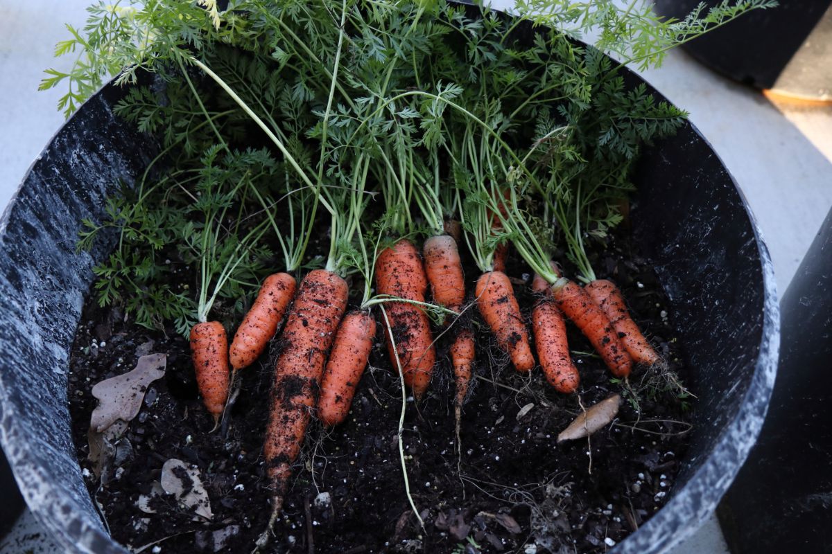 Carrots grown in a container garden