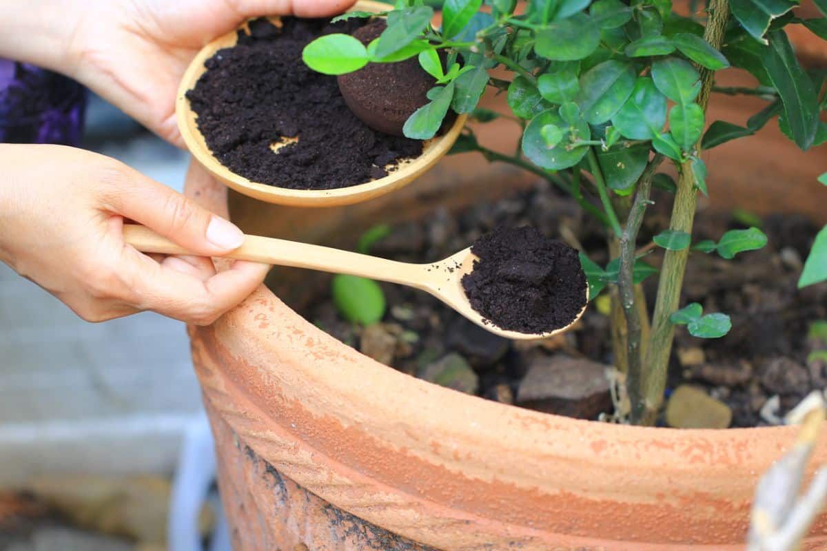 A gardener spoons used coffee grounds into a container planter