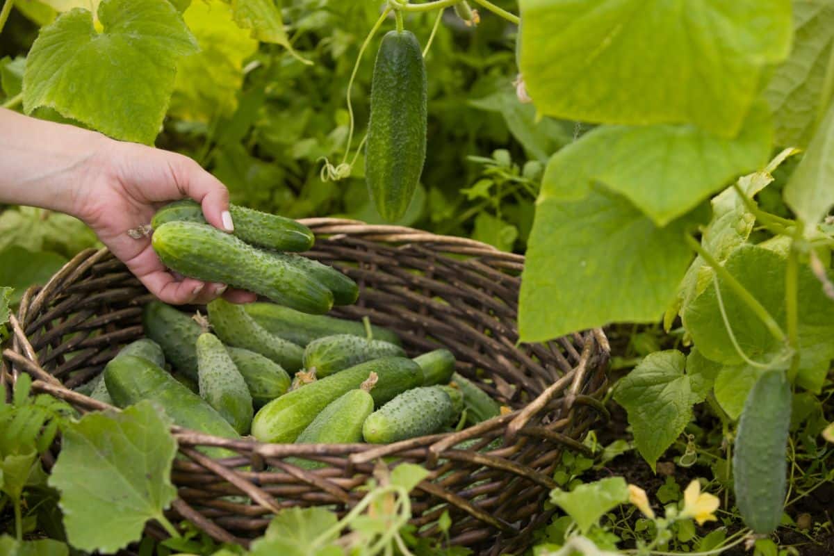 Cucumbers being picked fresh in the garden