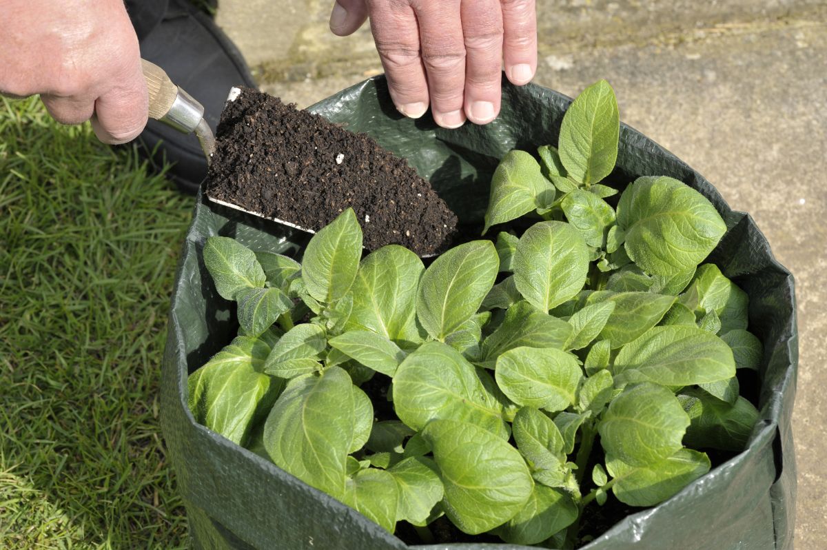 A gardener "hilling" potatoes with soil in a grow bag