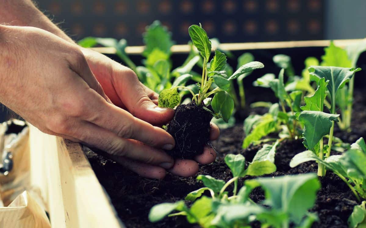 A raised bed can be planted earlier than an in ground garden