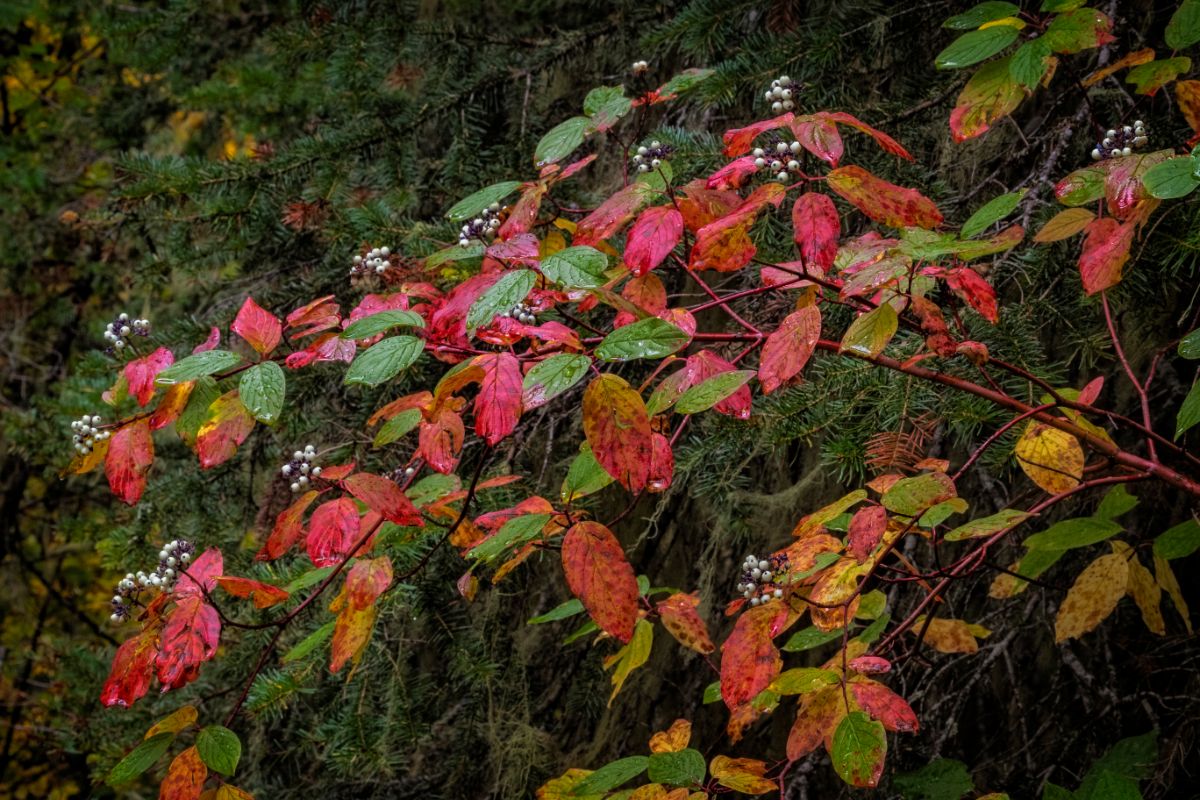 A red osier dogwood grows in partial shade of a wooded area