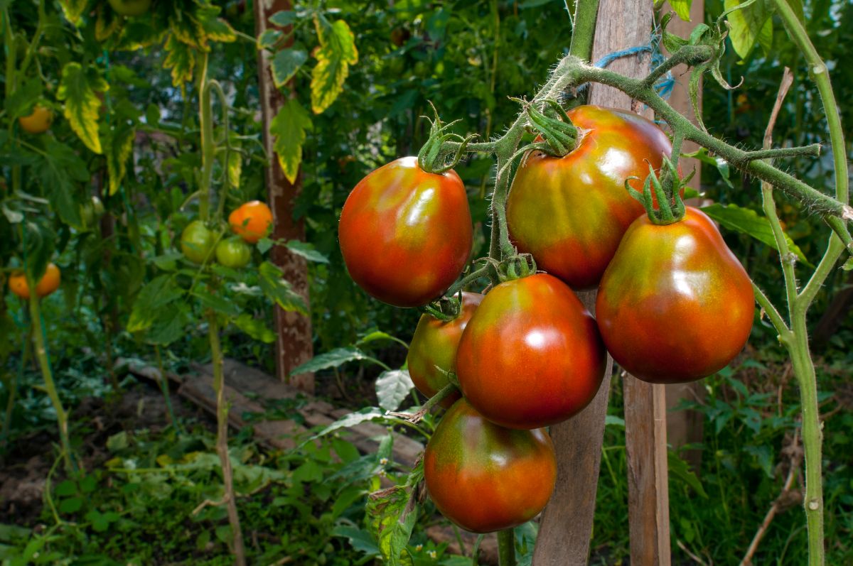 Tomatoes in a garden containing different varieties of indeterminate, determinate, and semi-determinate types.