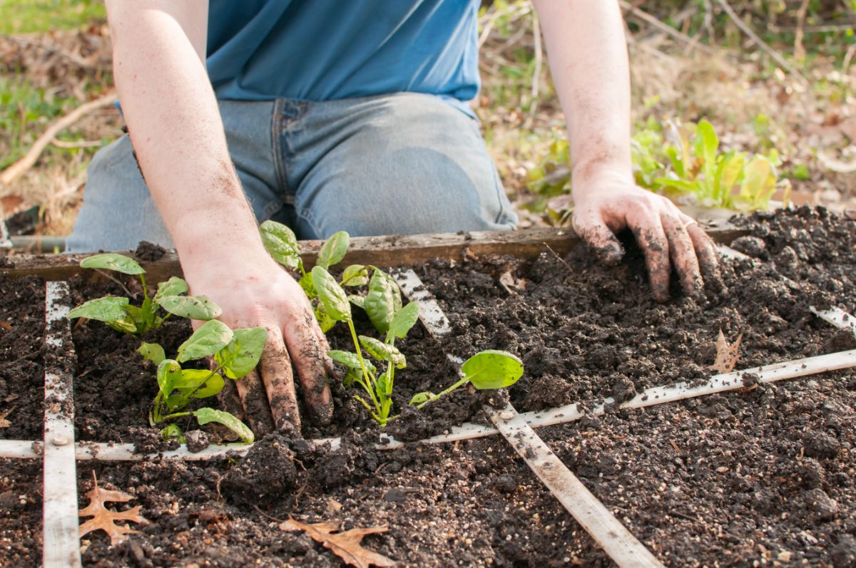 A gardener lays out gridwork for a square foot garden bed and begins planting 