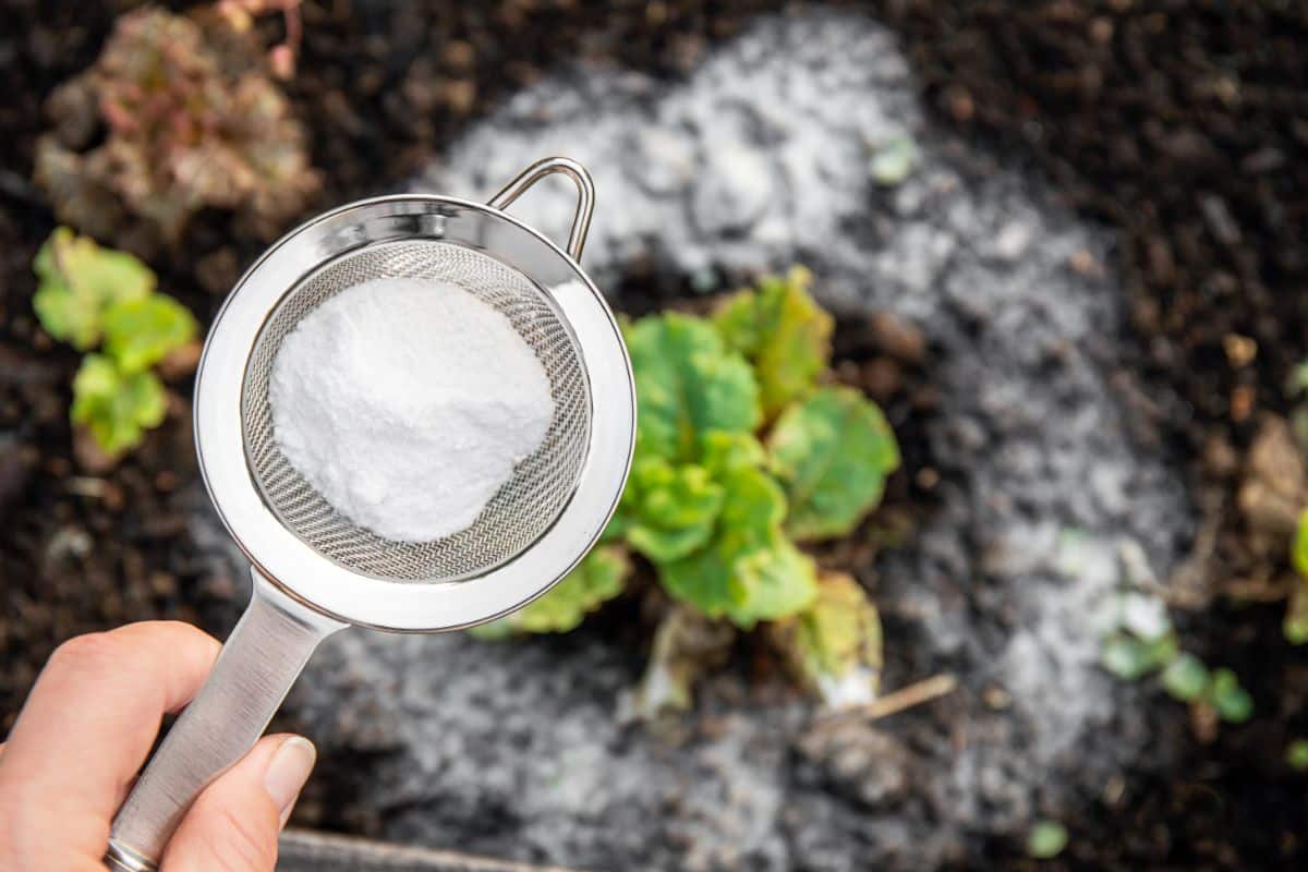 A gardener applies household baking soda in the garden to raise soil pH