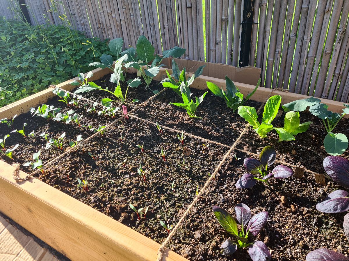 Vegetables grow in a square foot garden plot for a pizza themed garden