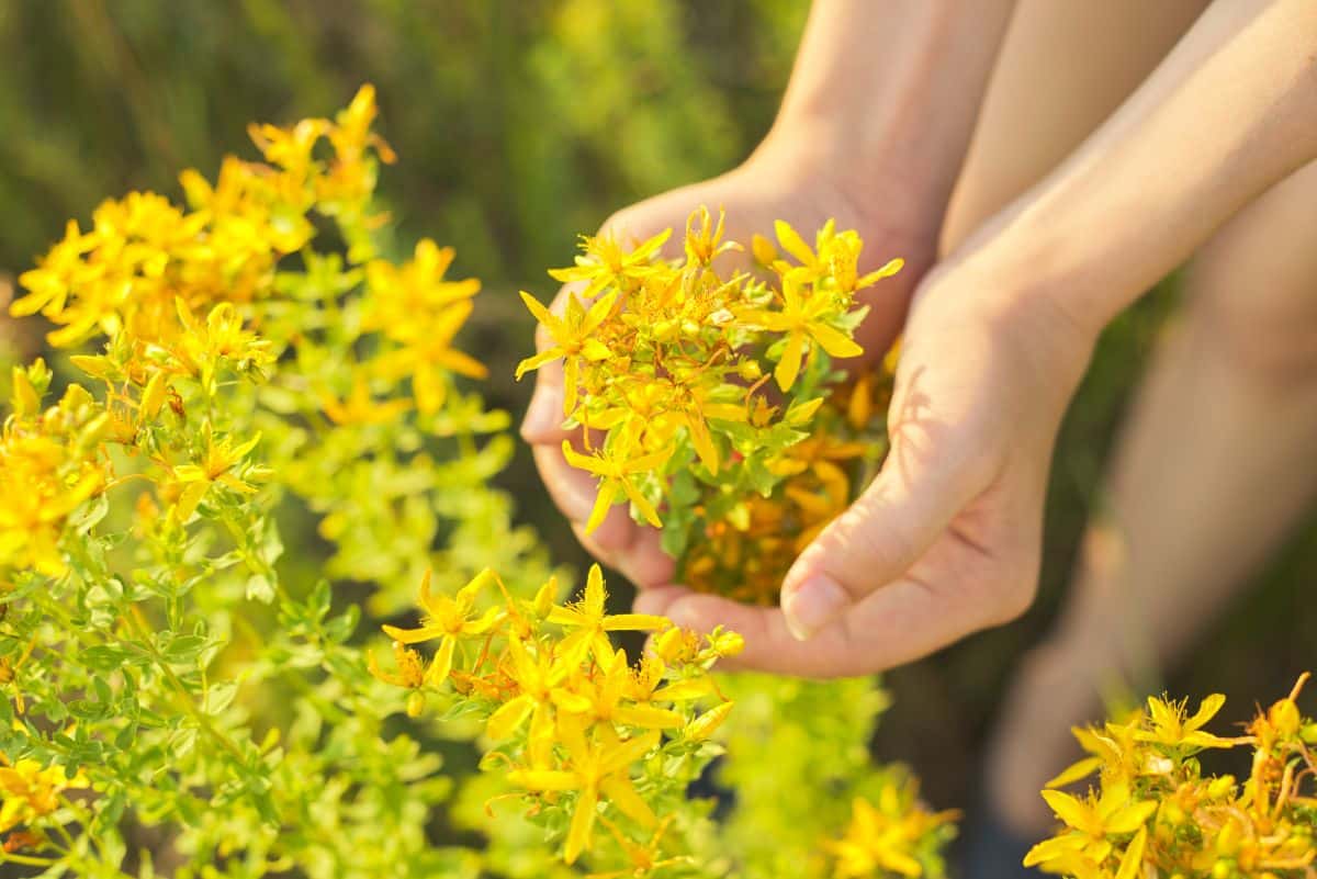 A gardener removes a division of St Johns Wort for propagating