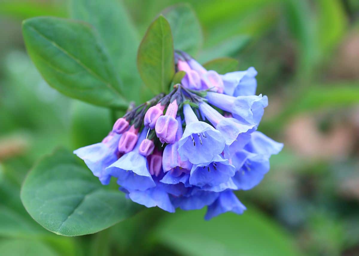 Light purple-blue bell-shaped flowers on Virginia bluebells