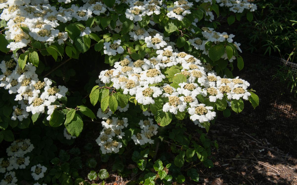 Root viburnum with rooting hormone is recommended for best success