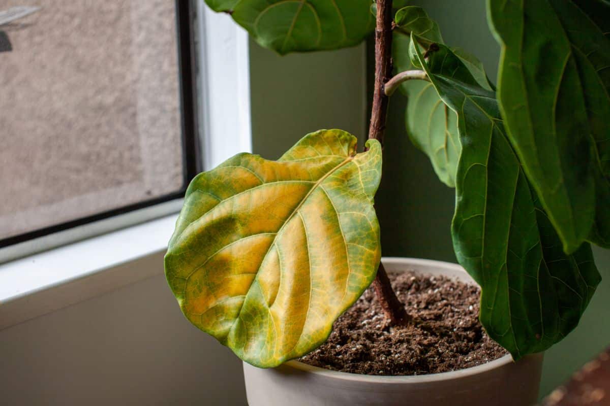 An old, aging yellow houseplant leaf