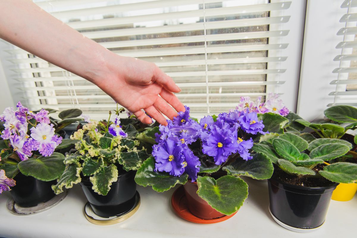 African violets sit in a north facing window