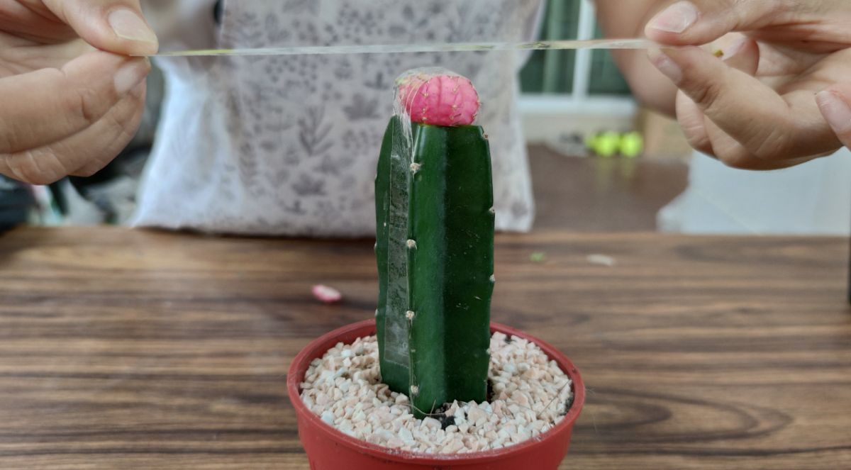 Grafted cacti should be kept in low light until the graft takes