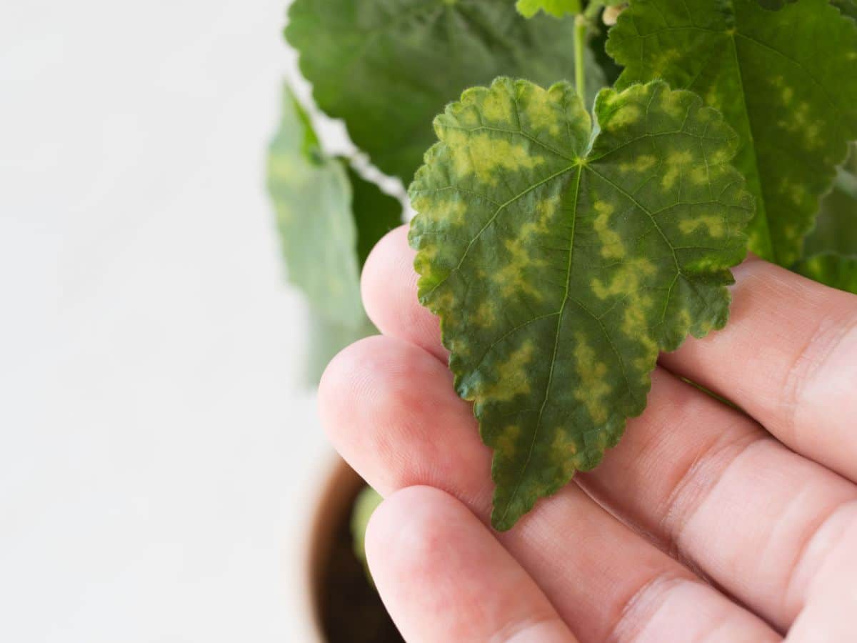 Mottled yellowing on a plant with nutrient deficiency