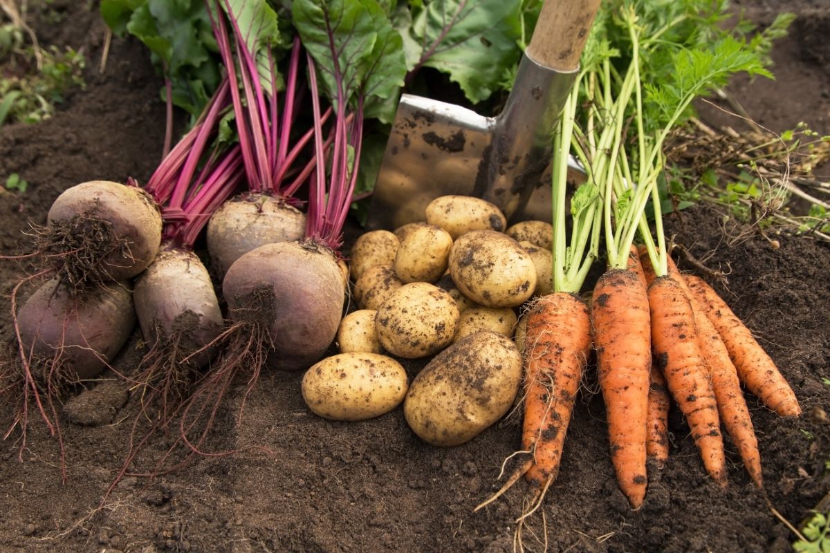 Root crops are grown where formerly heavy-feeding plants lived