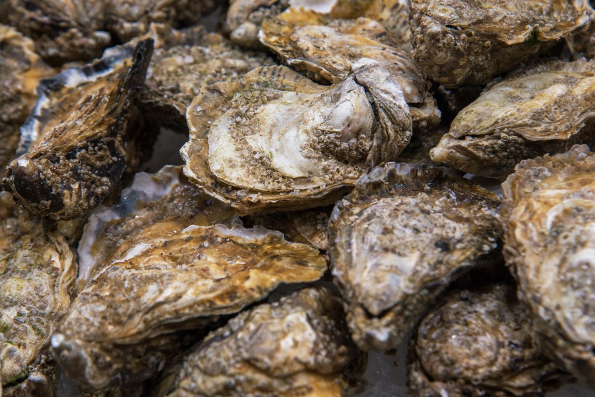 Oyster shell is a natural calcium source for gardens