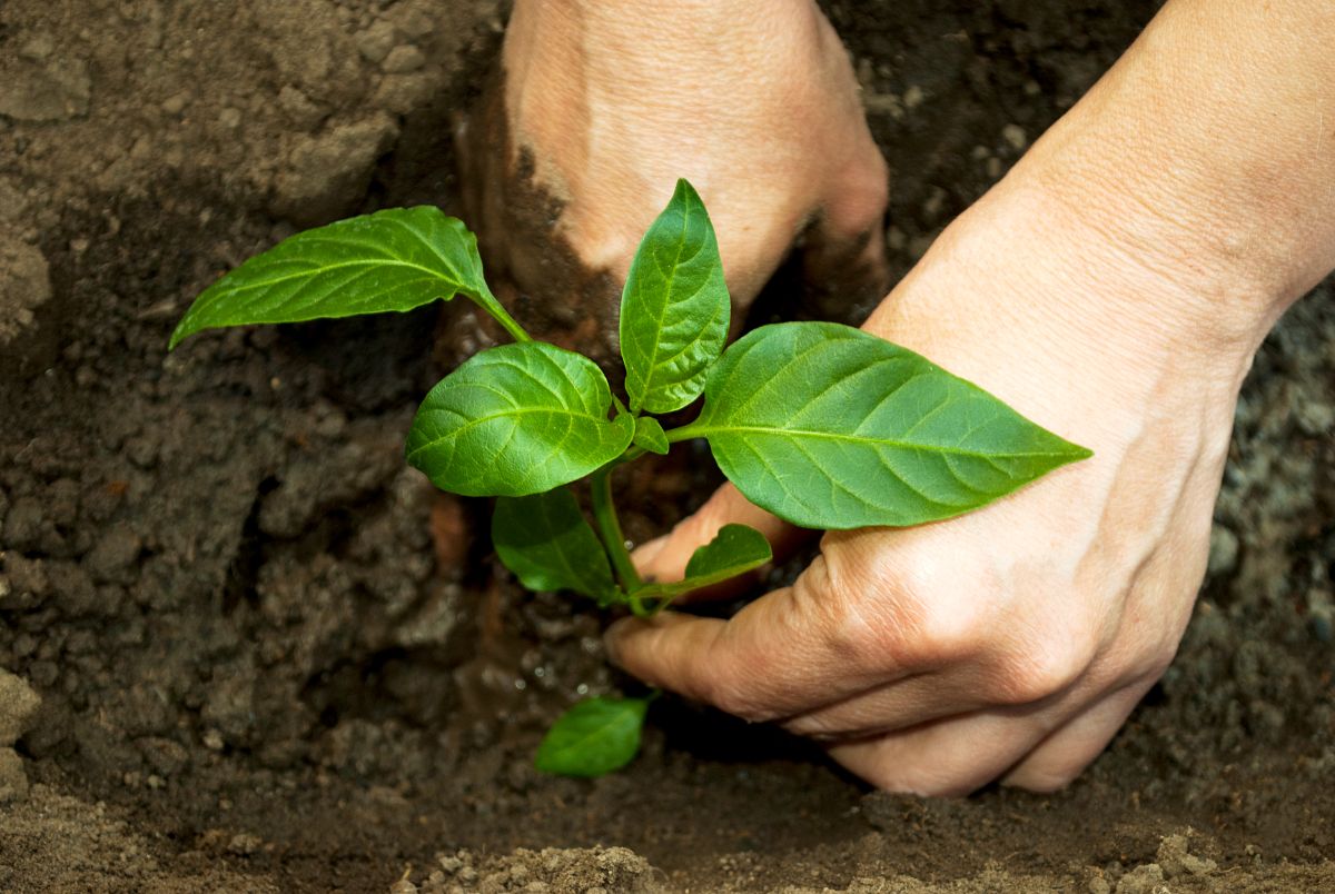 A gardener plants a pepper plant in a square foot salsa garden