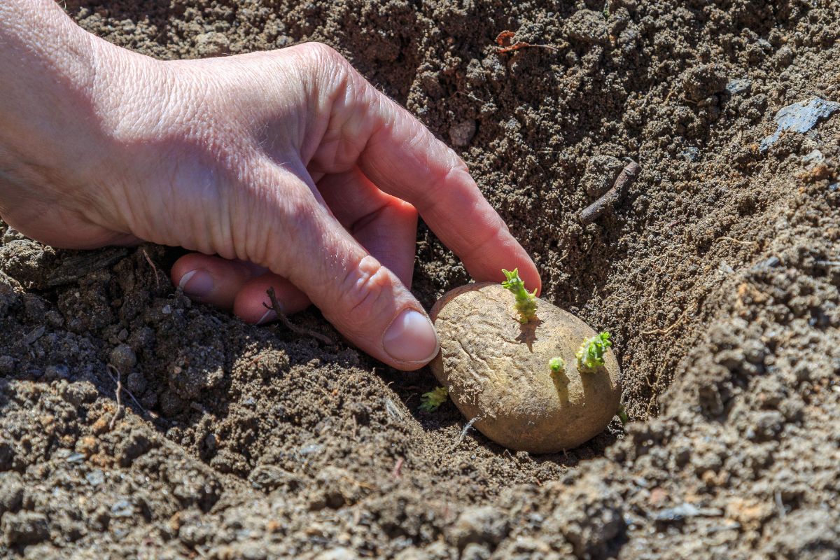 A potato with eyes being planted in a grow bag