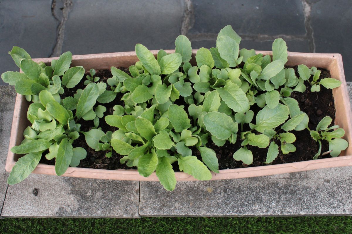 Radishes growing in a window box