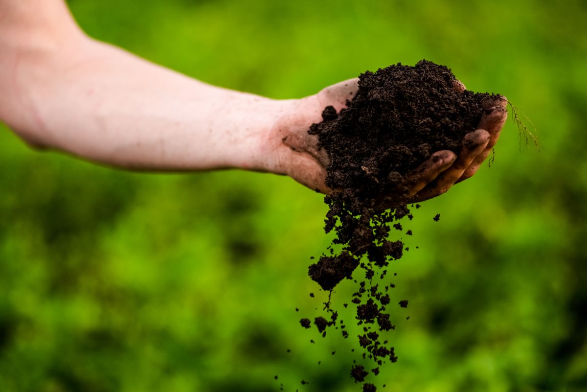 A gardener sifts soil from her hand, dark and ready for planting.