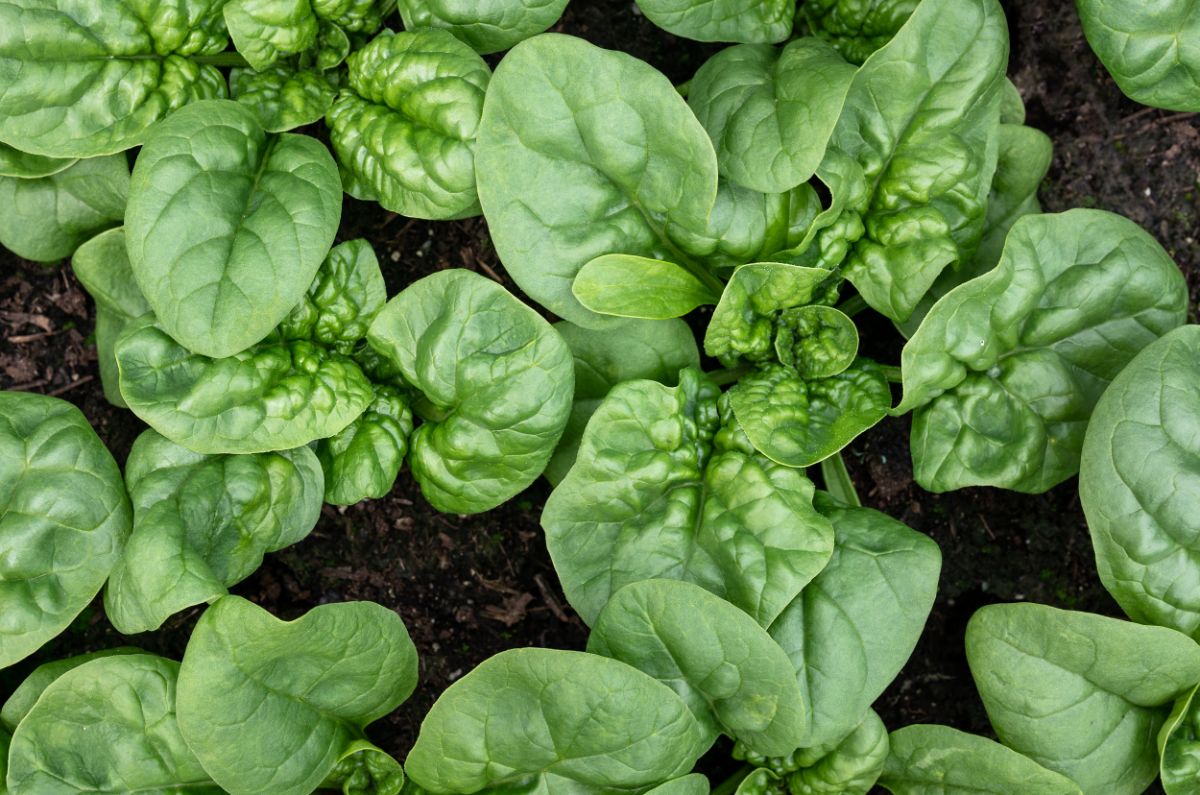 Spinach, which can grow as a companion to brassica plants