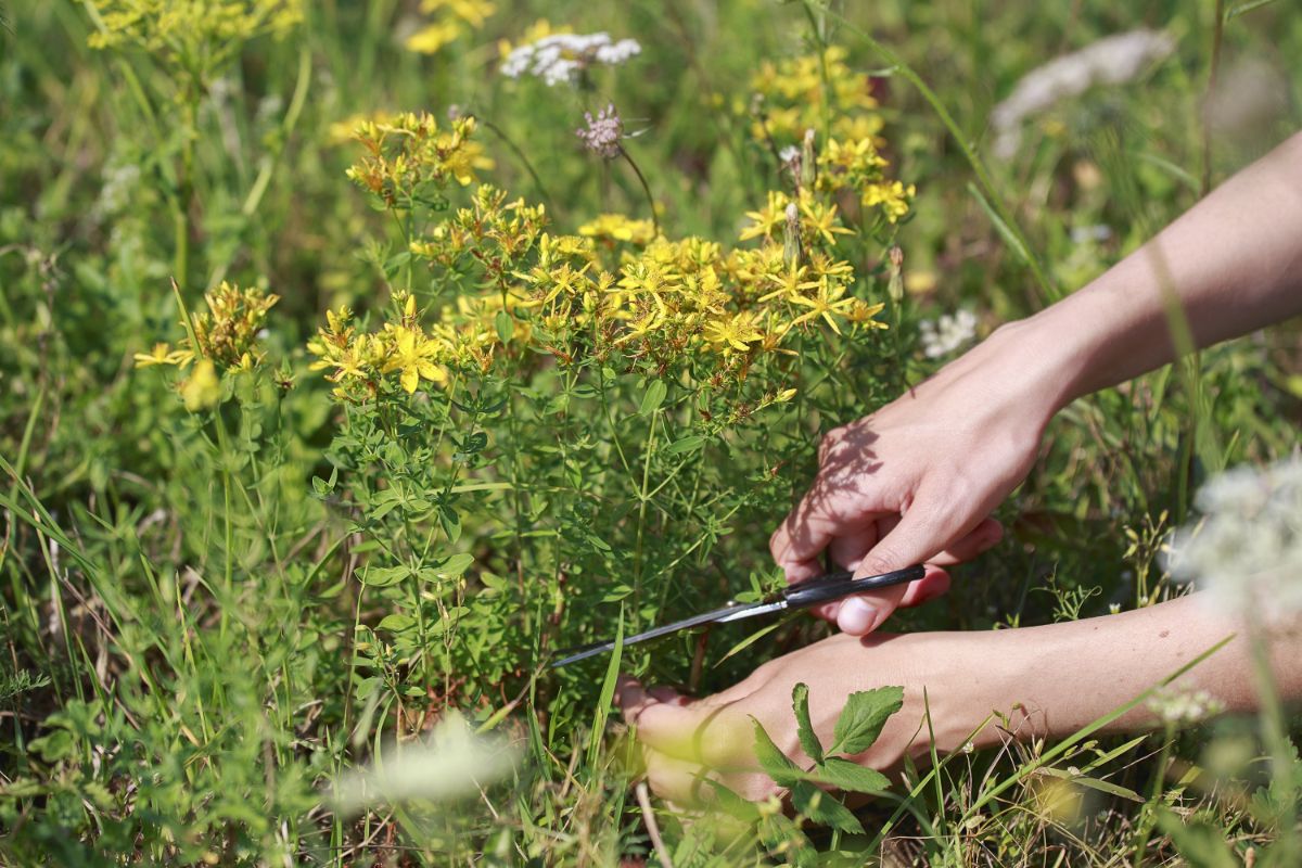 A gardener takes a terminal cutting of St Johns Wort for rooting