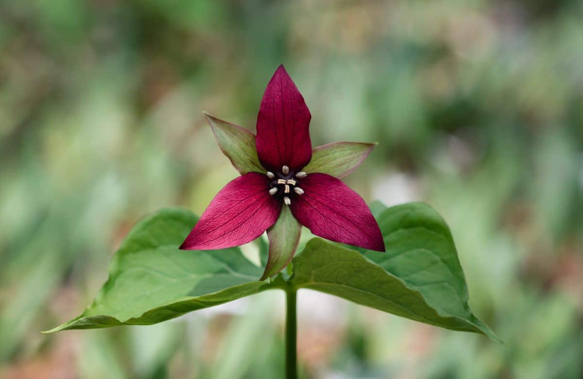 A perfectly balanced red-pink trillium flower