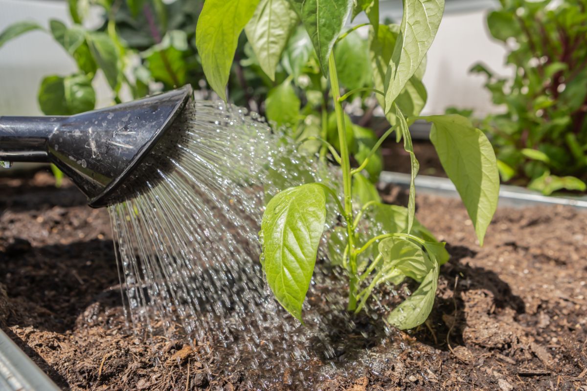 A gardener waters a pepper plant in a raised bed garden