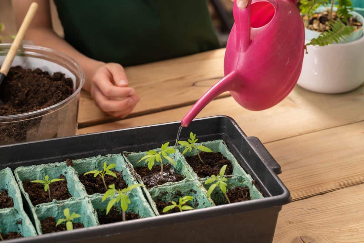 Seedlings will need to be watered between fertilizing.