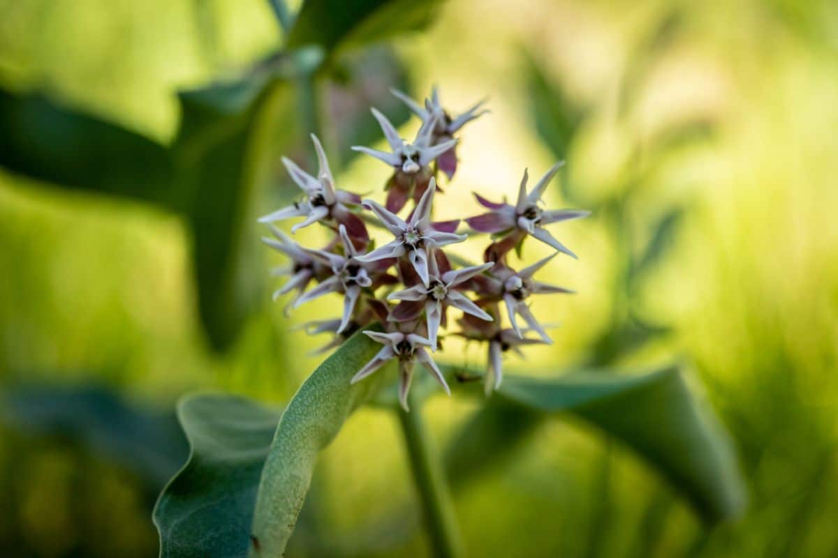 California milkweed flowers