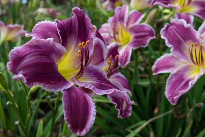 21 Best Flowers to Grow in Sandy Soil - Gardening