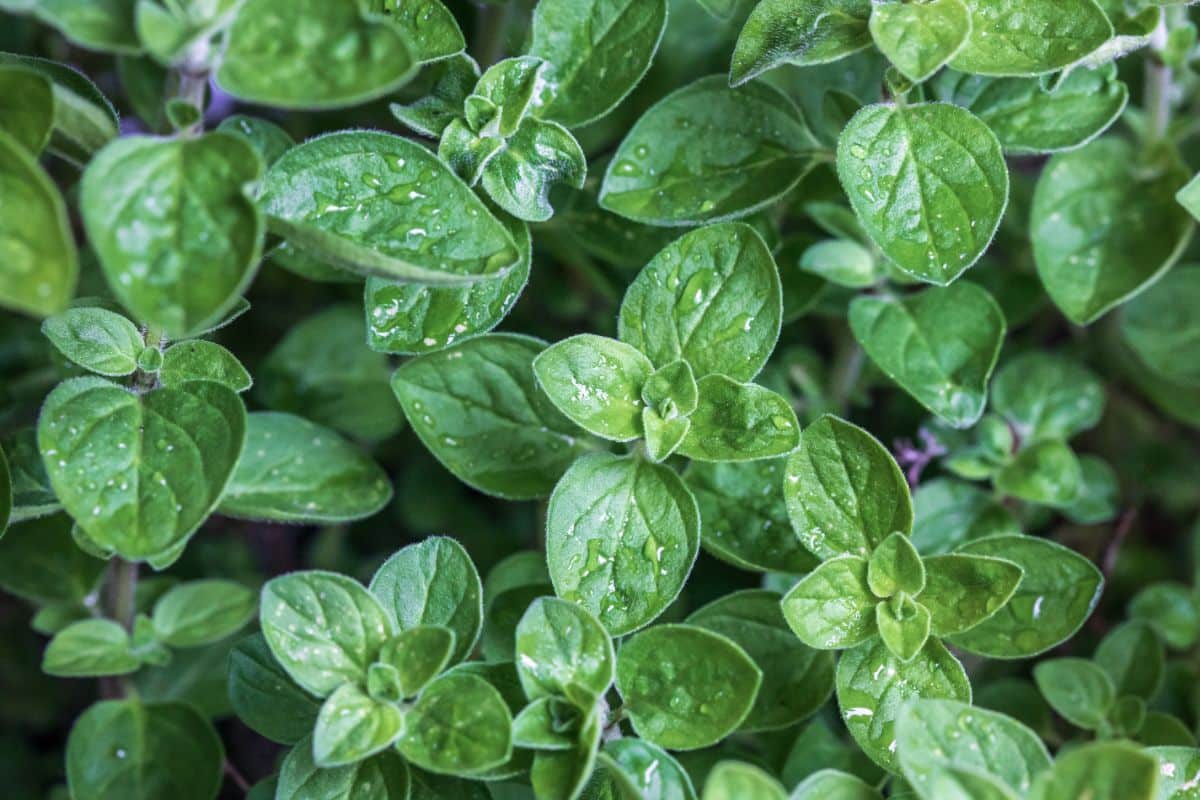 Green leaves of marjoram plant