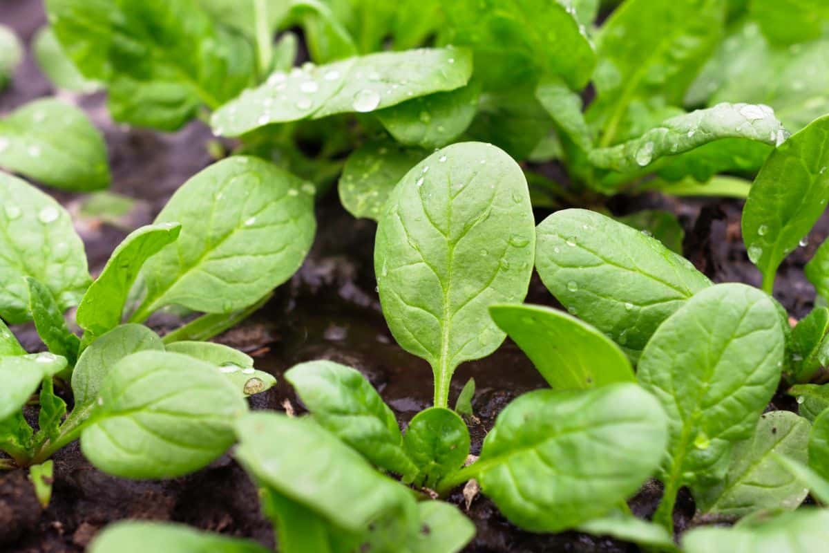 Spinach grows in a square foot pizza garden