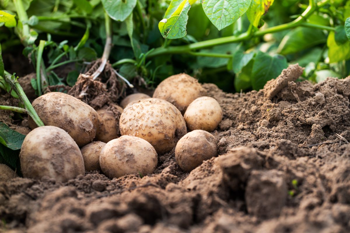 Freshly dug homegrown potatoes