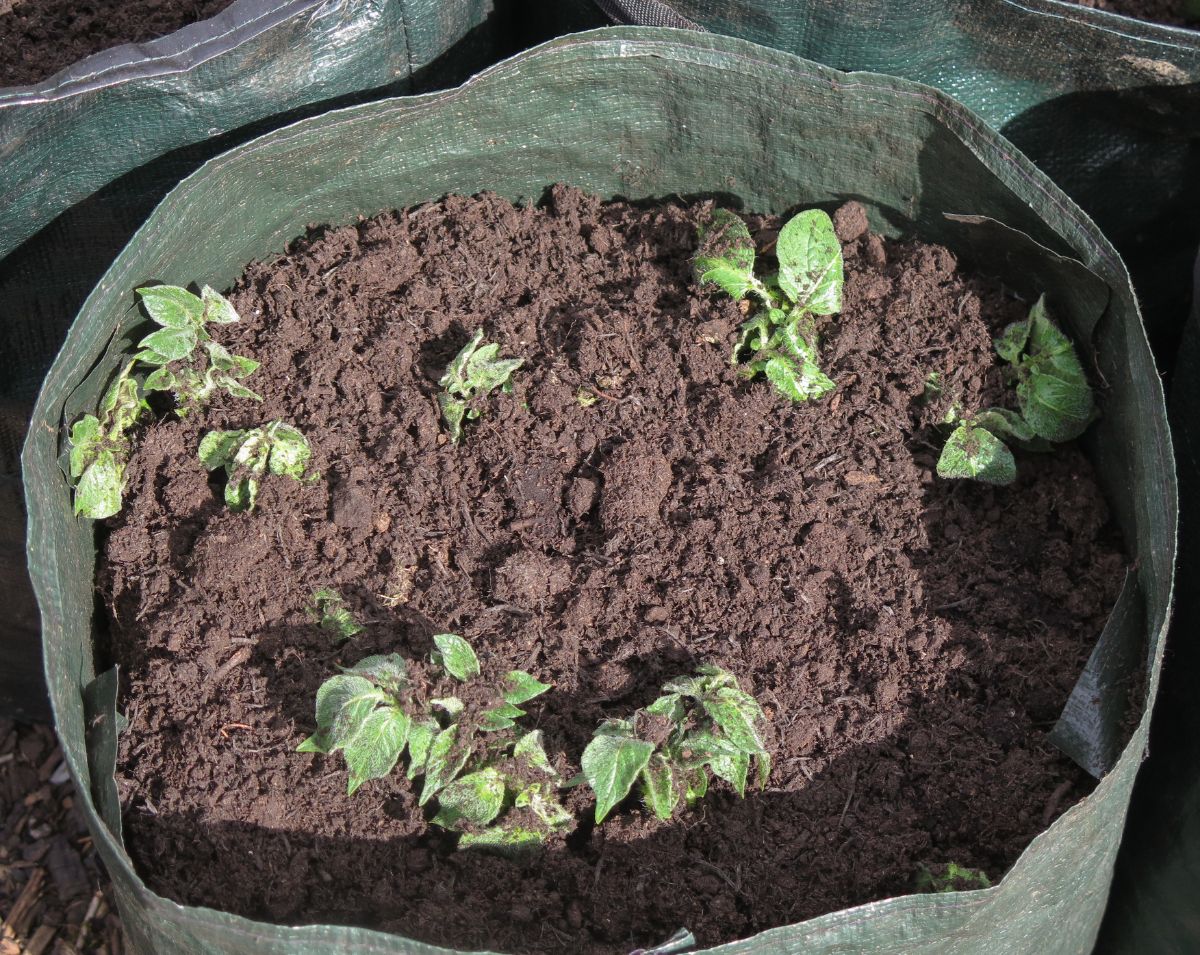 Potato plants freshly hilled in a container planter