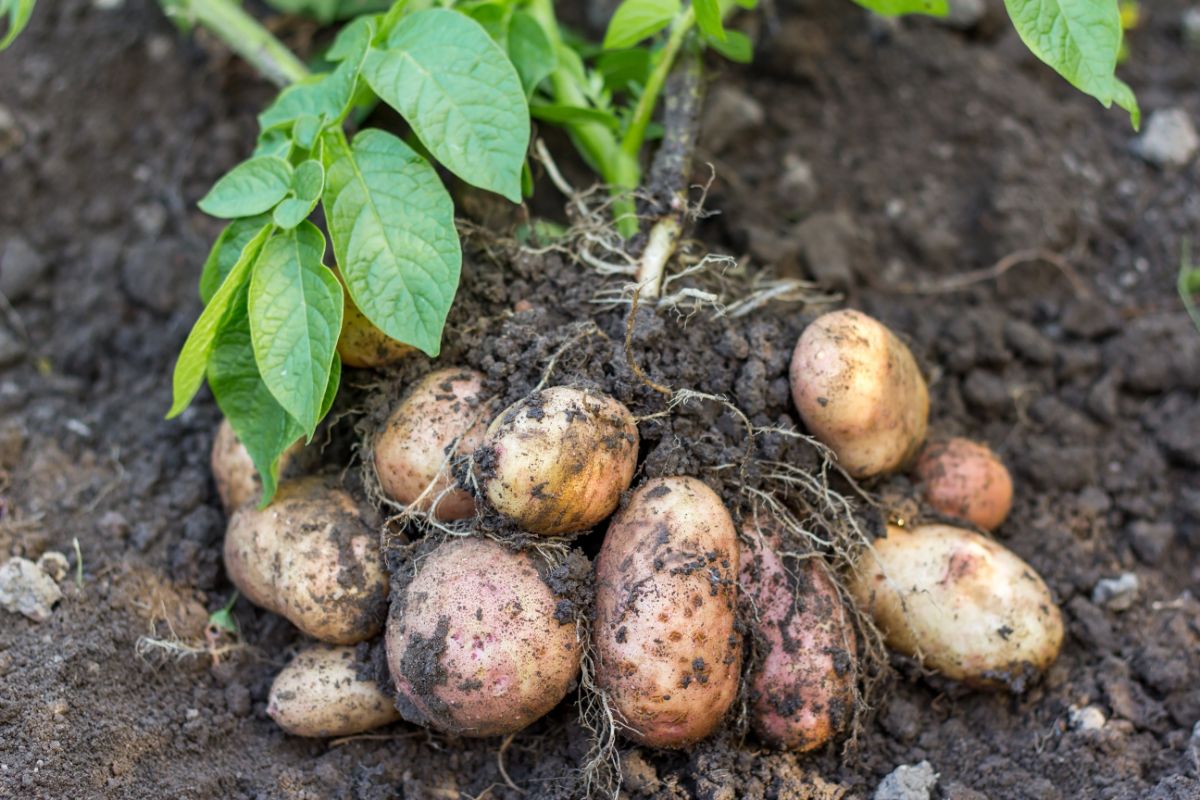 A nice crop of potatoes shows scab prevented by proper soil pH