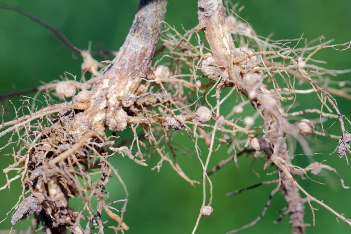 Nitrogen-fixing legumes help restore nutrients in soil where heavy-feeding plants were planted previously
