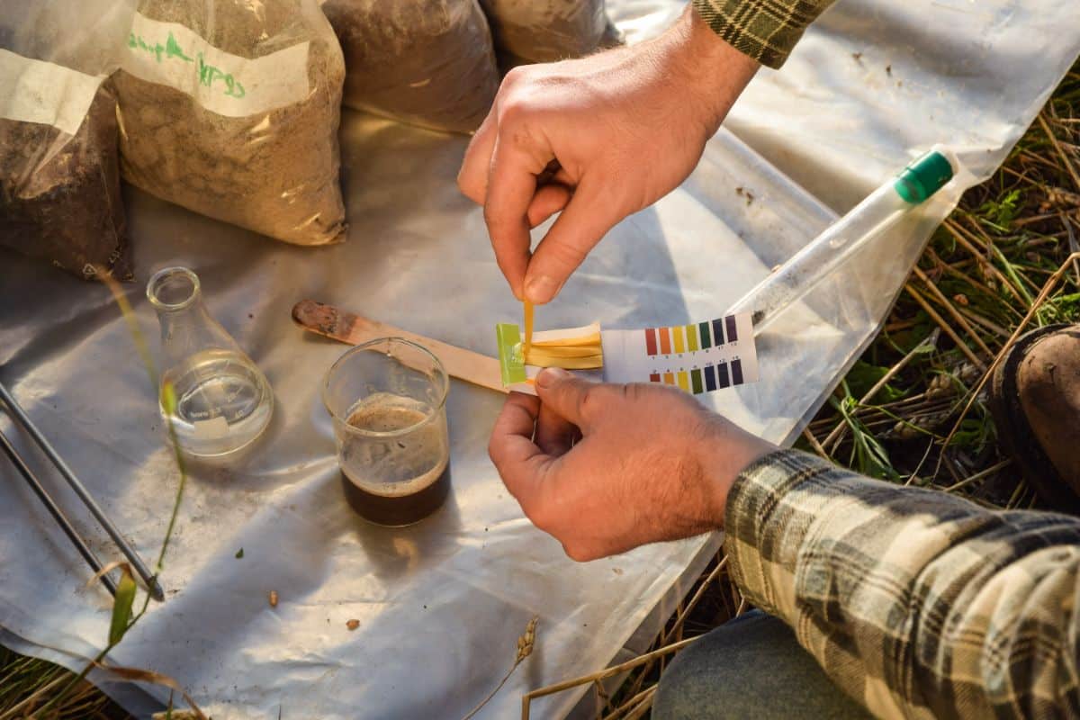 A gardeners uses test strips to test soil acidicty