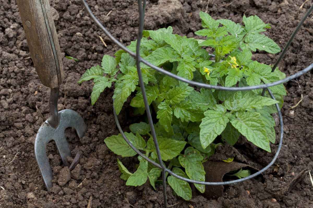 A tomato plant grows in a cage in a square foot salsa garden