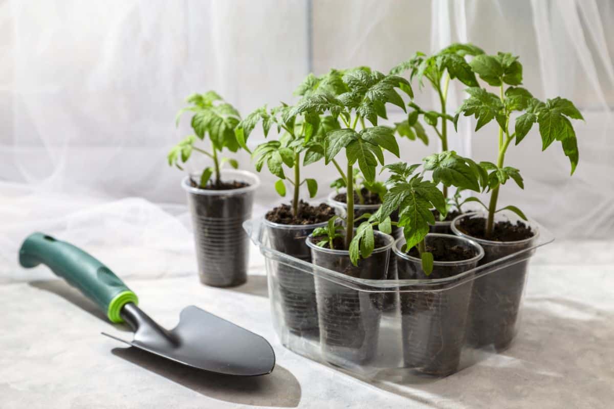 Fertilizing seedlings can be simplified with frequent low-dose fertilizing.