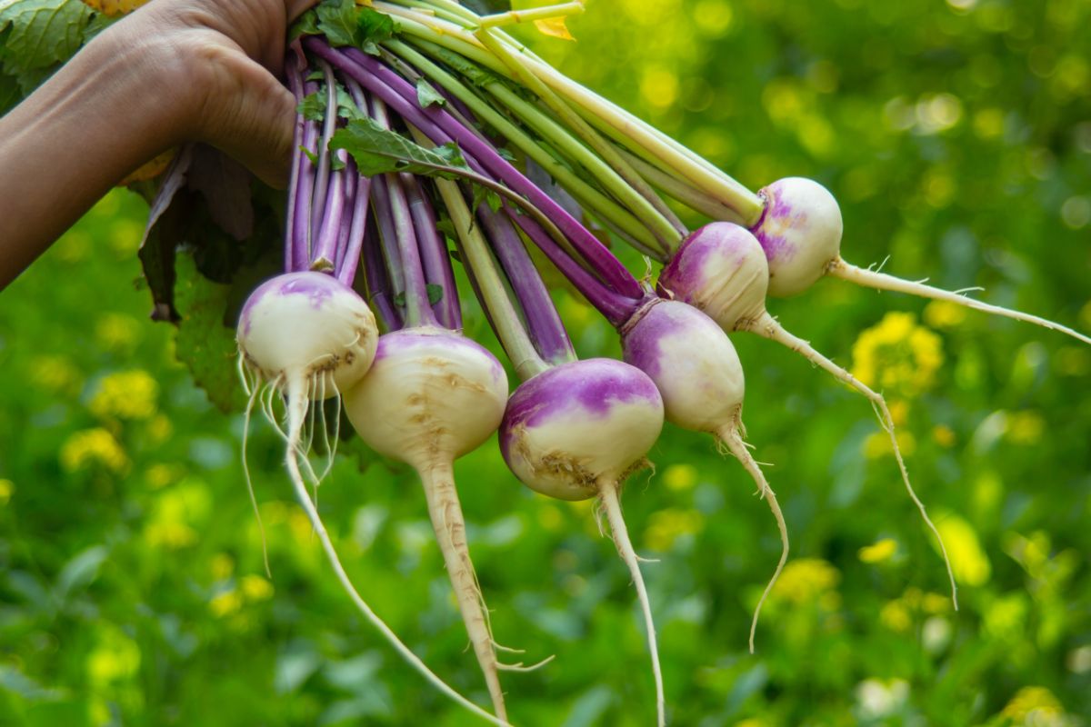 Freshly dug young turnip roots