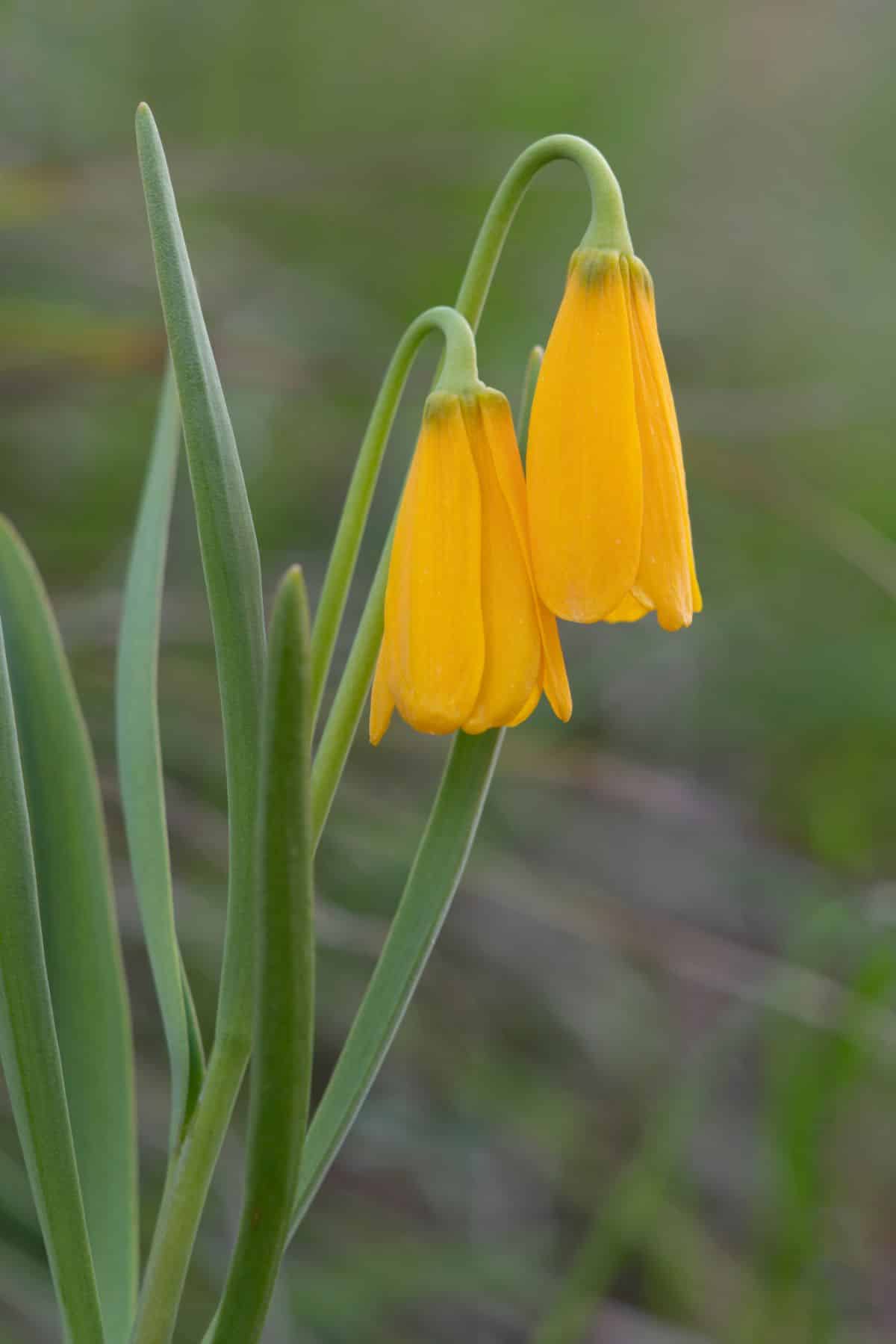 A delicately nodding hardy yellow fritillary flower