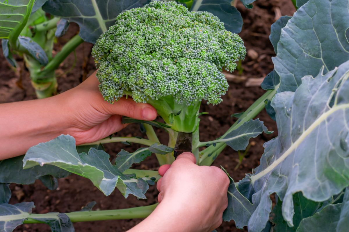 Harvesting a main head of broccoli from a broccoli plant