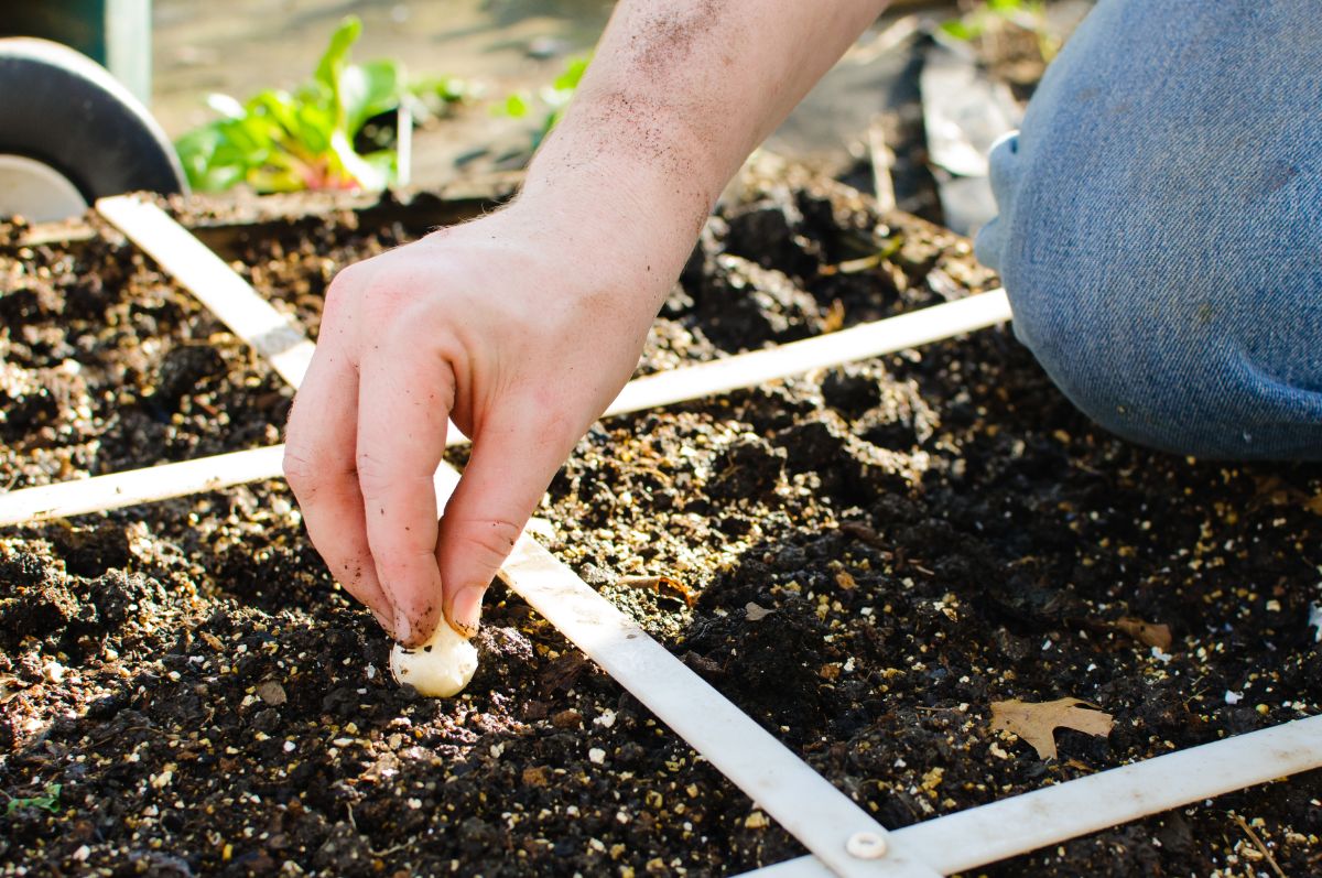 A gardener sinks a bulb into a square in a square foot garden