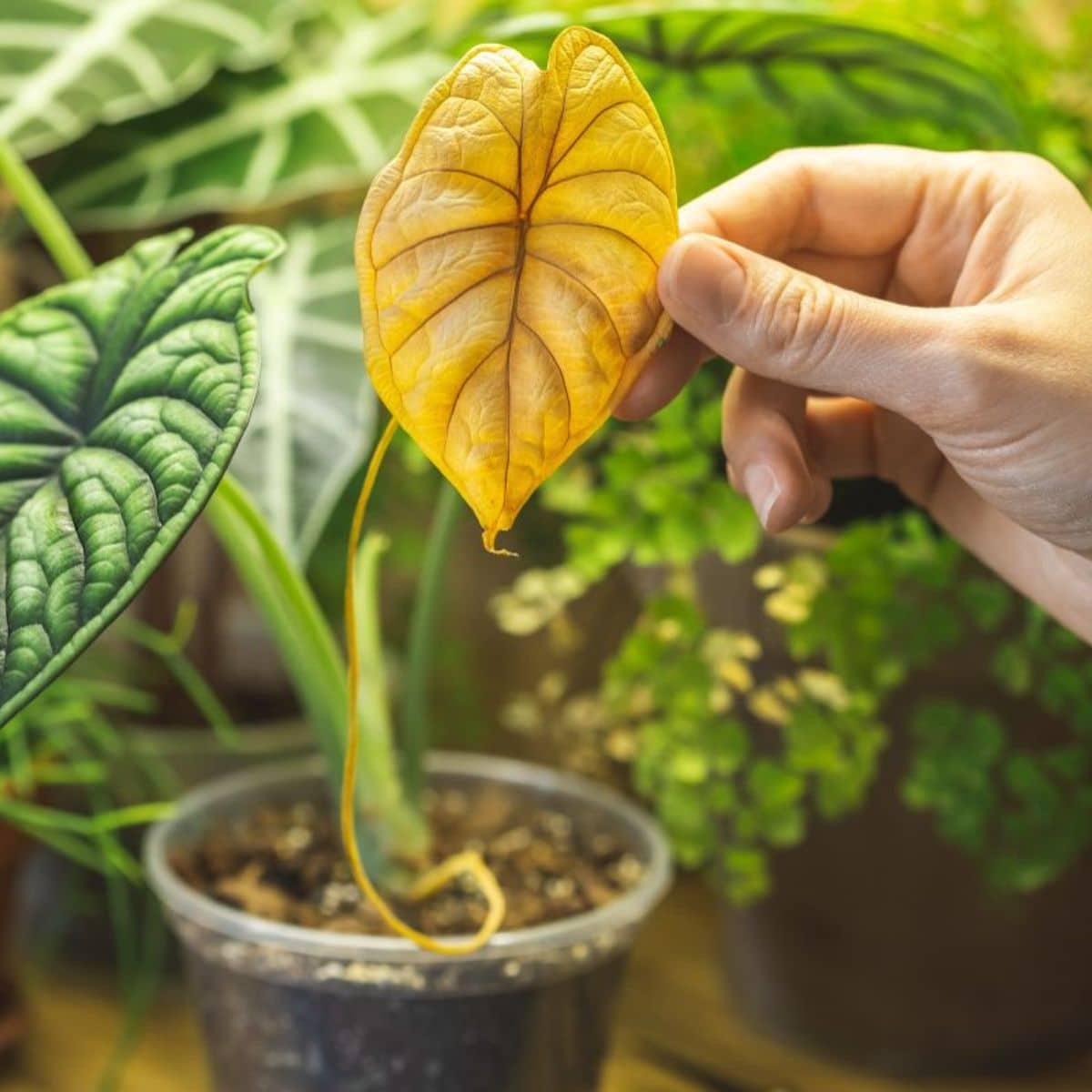 Woman hand holding a yellow leaf of Alocasia Dragon Scale.