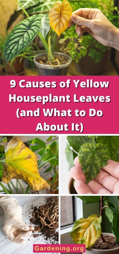 9 Causes of Yellow Houseplant Leaves (and What to Do About It) pinterest image.