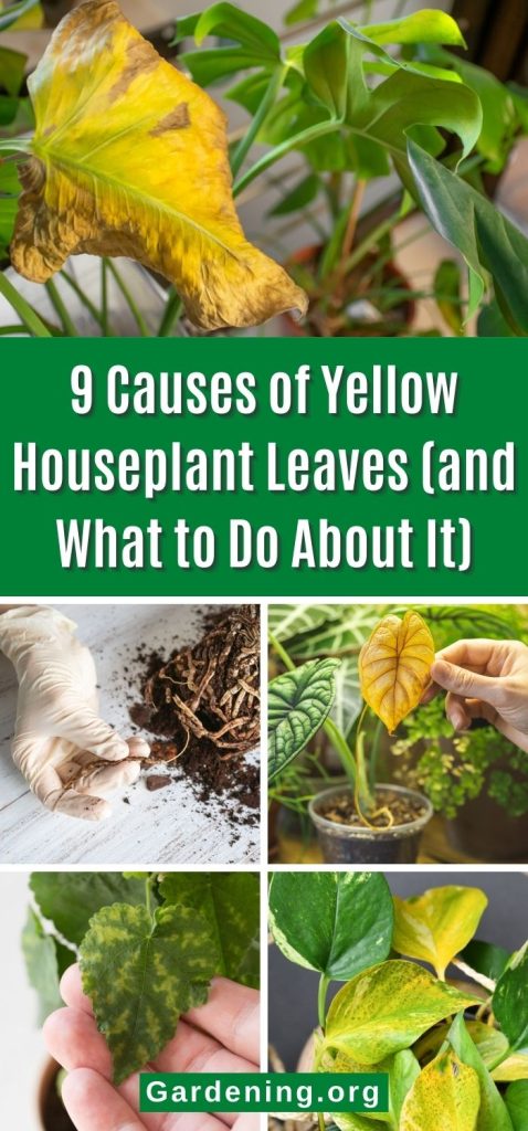 9 Causes of Yellow Houseplant Leaves (and What to Do About It) pinterest image.