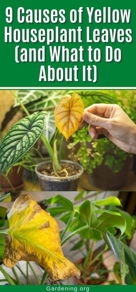 9 Causes of Yellow Houseplant Leaves (and What to Do About It) pinterest image.