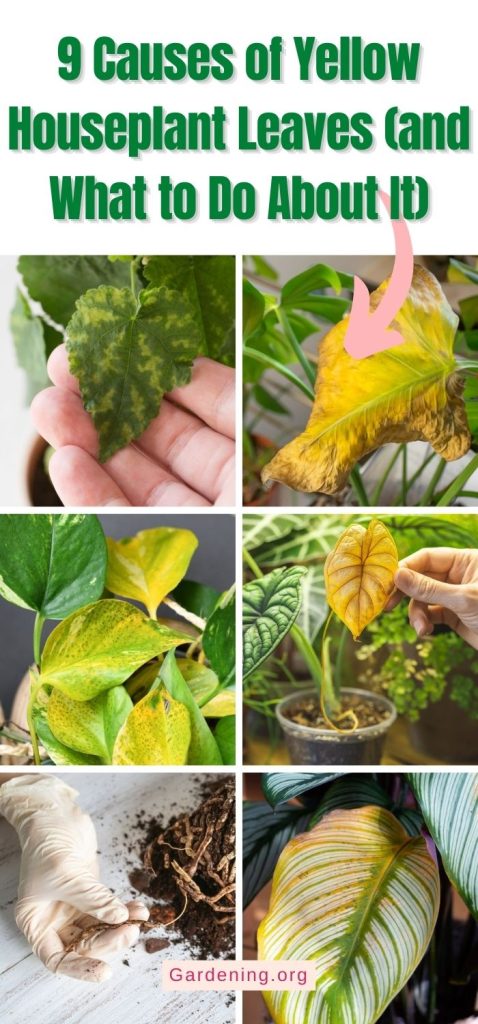 9 Causes of Yellow Houseplant Leaves (and What to Do About It) pinterest image.