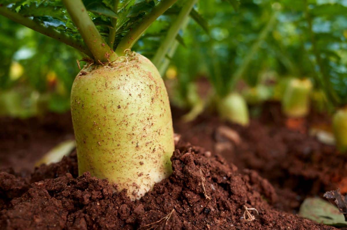 A carrot grows in soil and helps to reduce soil compaction